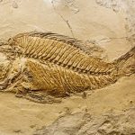 Egyptians Uncover Fossil of Prehistoric Whale Species