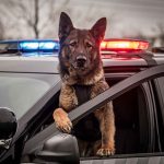 K-9 Hero Busts Undocumented Migrants With Nearly $700K in Heroin