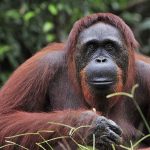 Orangutan Attacks Man Through Bars of Cage at the Zoo
