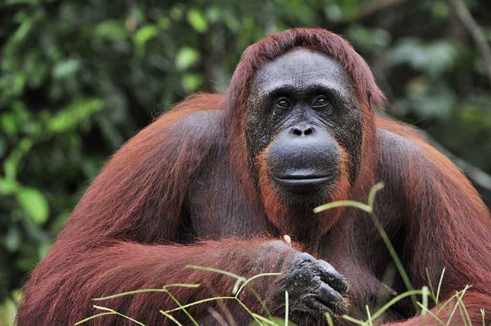 Orangutan Attacks Man Through Bars of Cage at the Zoo